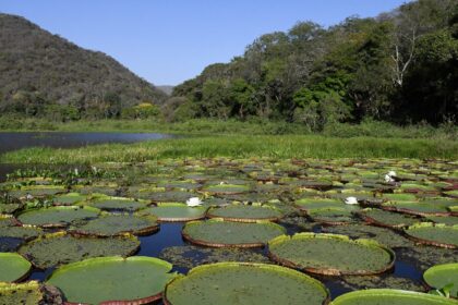 PSA Conservação: Gov MS destina R$ 30 milhões a propriedades com vegetação nativa excedente no Pantanal