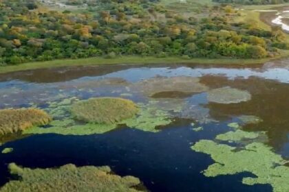 Parque do Pantanal do Rio Negro desponta como modelo nacional na geração de créditos ambientais