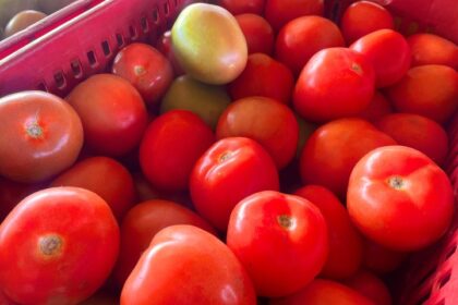 Alface e tomate estão mais baratos enquanto pepino segue em alta na Ceasa-MS