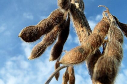 Soja brasileira ganha espaço no mercado chinês com ausência dos Estados Unidos