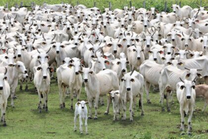 Livre de aftosa sem vacina: status histórico é mais uma ferramenta de MS para ampliar mercados na Ásia