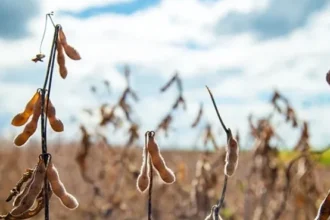 Soja tem mais um pregão de estabilidade e preços abaixo dos US$ 10 por bushel em Chicago nesta 6ª feira