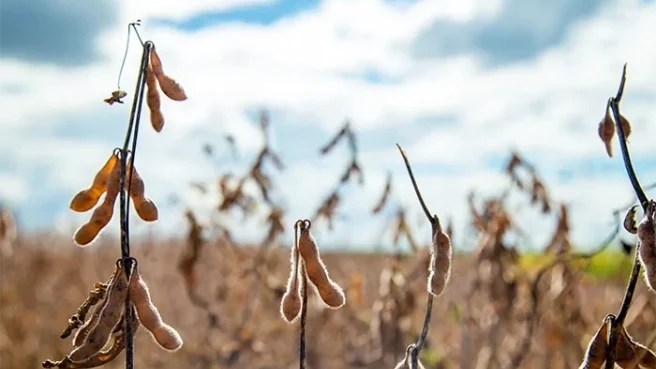 Soja tem mais um pregão de estabilidade e preços abaixo dos US$ 10 por bushel em Chicago nesta 6ª feira