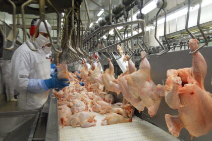 Preço da carne de frango inicia agosto em alta; exportações voltam a crescer