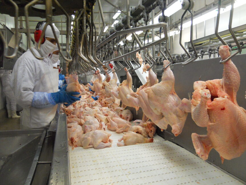 Preço da carne de frango inicia agosto em alta; exportações voltam a crescer