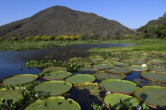 Pantanal brasileiro é destaque em campanha inédita com a National Geographic