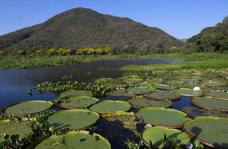 Pantanal brasileiro é destaque em campanha inédita com a National Geographic