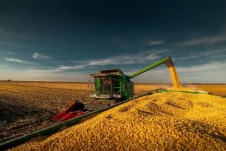 Recorde no MS: produção de milho supera 14 milhões de toneladas