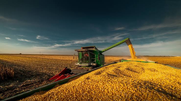 Recorde no MS: produção de milho supera 14 milhões de toneladas
