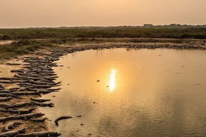 Estiagem prolongada e altas temperaturas elevam risco de incêndios florestais em Mato Grosso do Sul