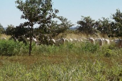 Mato Grosso do Sul sai na frente na captura de carbono e no desenvolvimento sustentável