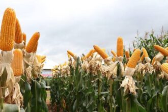 Alta produtividade: segunda safra de milho alcança 160 sc/ha em Sonora