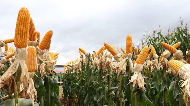 Alta produtividade: segunda safra de milho alcança 160 sc/ha em Sonora