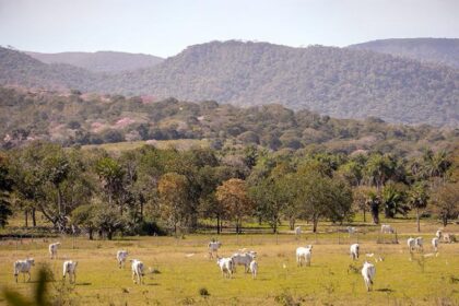 Produtor rural do Pantanal: receba pela área de vegetação nativa excedente na propriedade
