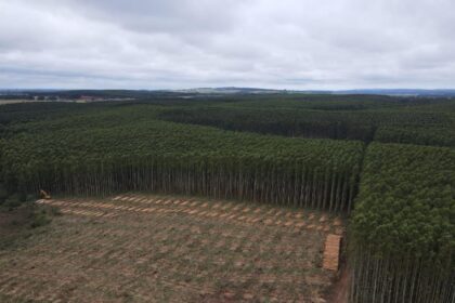Vale da Celulose: base florestal em Mato Grosso do Sul deve crescer 40% até 2028