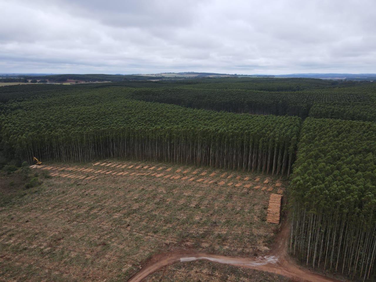 Vale da Celulose: base florestal em Mato Grosso do Sul deve crescer 40% até 2028