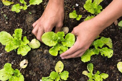 Agraer é responsável por mais da metade dos Cadastros da Agricultura Familiar emitidos em MS