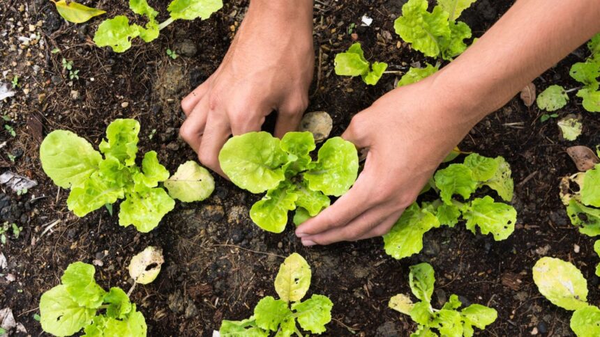 Agraer é responsável por mais da metade dos Cadastros da Agricultura Familiar emitidos em MS