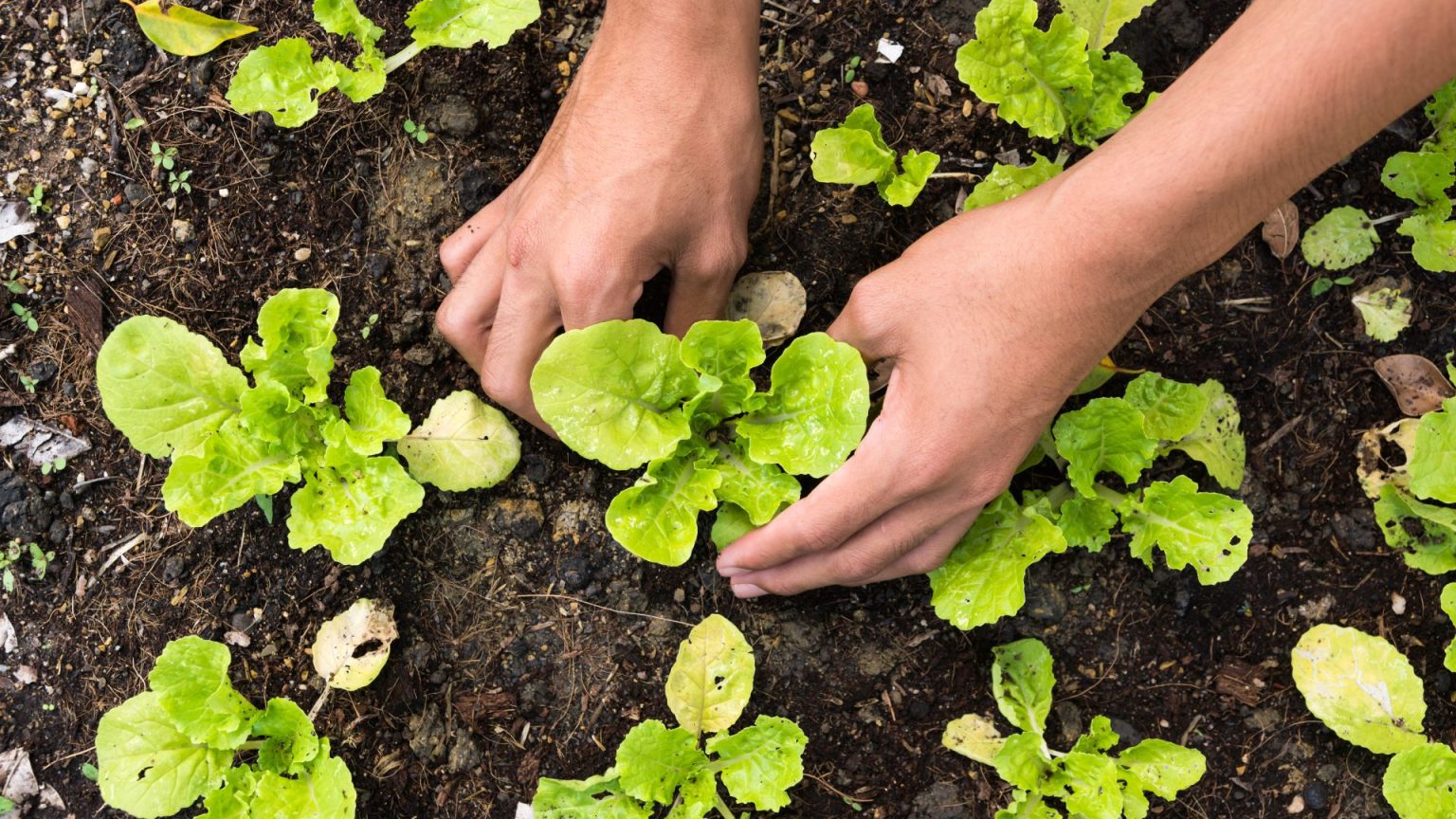 Agraer é responsável por mais da metade dos Cadastros da Agricultura Familiar emitidos em MS