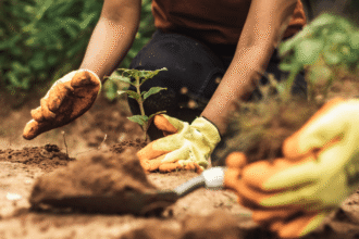 Conheça ações que o Ministério da Agricultura vai levar como exemplos à COP 30