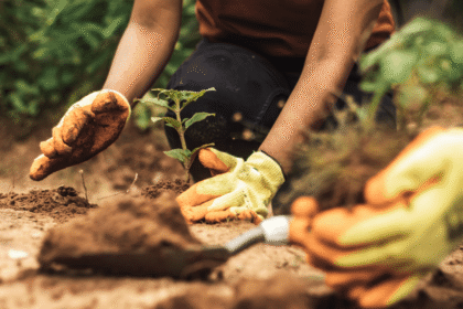 Conheça ações que o Ministério da Agricultura vai levar como exemplos à COP 30