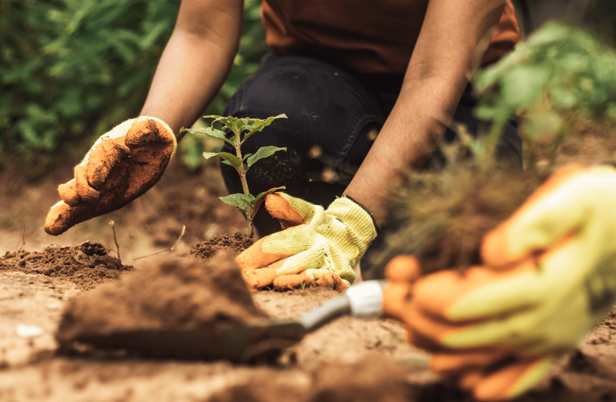 Conheça ações que o Ministério da Agricultura vai levar como exemplos à COP 30