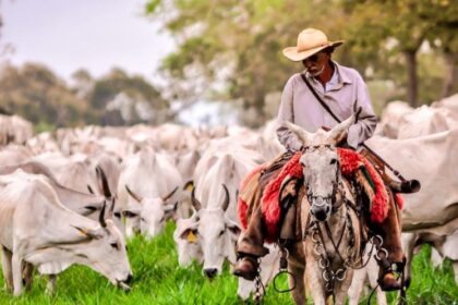 Abates de bovinos, suínos e frangos batem recorde no 3º trimestre