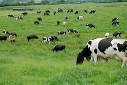 Caminhos para recuperar pastagens