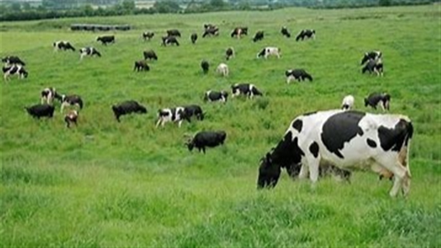 Caminhos para recuperar pastagens