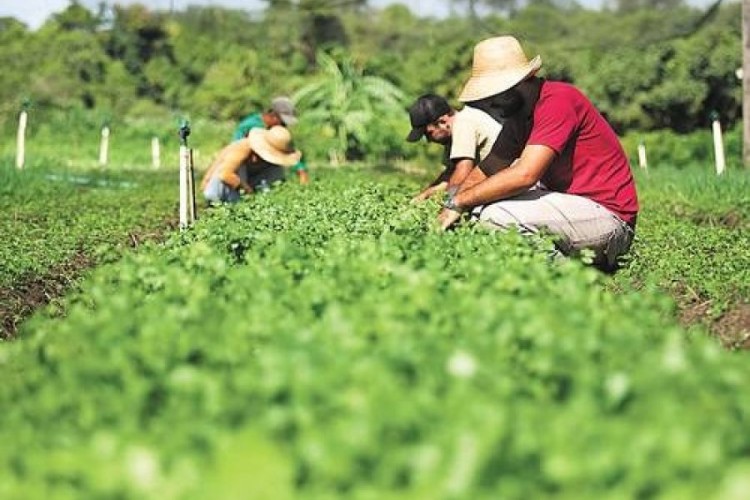 Cadastro da Agricultura Familiar alcançou numero histórico
