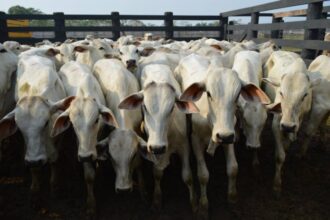 Carne Baixo Carbono, anunciada na COP30, fortalece a pecuária sustentável