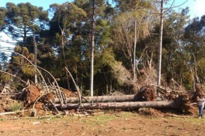 Produtor rural de Maracaju é autuado por desmatamento em área de reserva legal