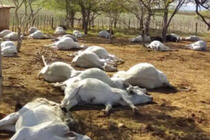 Mais de 1000 bovinos morreram em confinamento, investigação aponta excesso de amido na dieta