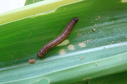 Pesquisa desvenda “diálogo químico” entre o milho e a lagarta-do-cartucho