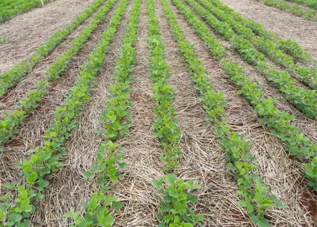 Com Embrapa, manejo sustentável diminui riscos e barateia seguro para a soja