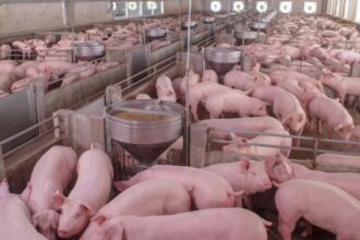 Em cinco meses, MS exporta 7,5 mil toneladas de carne suína e bate recorde em volume comercializado