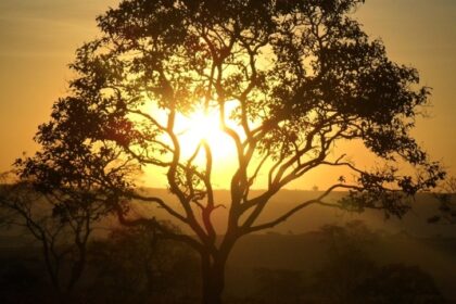 Possíveis impactos da chuva no início da safra 2026