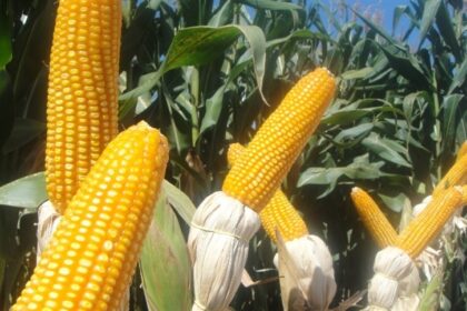 Mercado de milho segue pouco movimentado