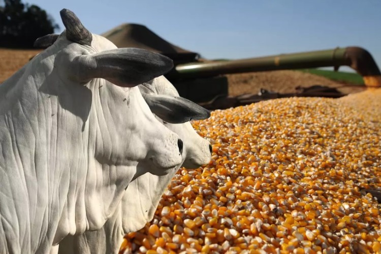 No Mato Grosso do Sul Valor Bruto da Produção cresceu 26%