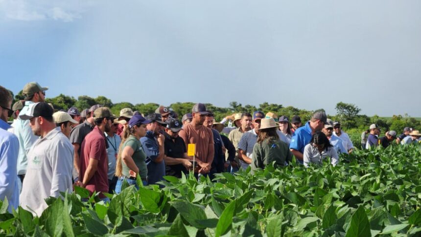Fundação MS confirma Dia de Campo Safra 2025/2026 para 15 de janeiro na Fazenda Alegria, em Maracaju