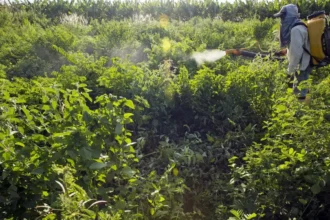 Campanha denuncia agronegócio por contaminações com uso de agrotóxicos