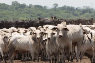 Arroba do boi e vaca gorda se mantém em MS e Boi China cai