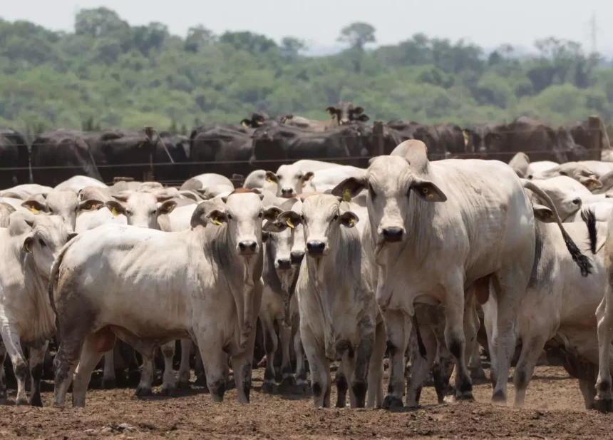 Arroba do boi e vaca gorda se mantém em MS e Boi China cai