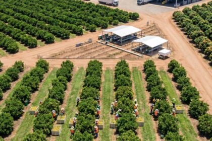 Exportações de frutas do Brasil batem recorde em 2025 e somam US$ 1,45 bilhão