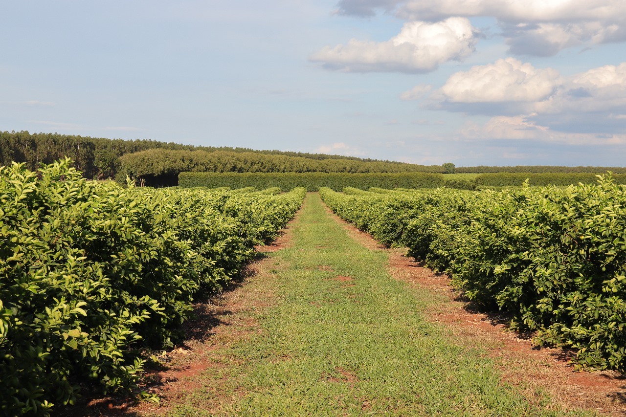 Prazo para entrega de relatório que protege expansão da citricultura em MS termina em 15 de janeiro