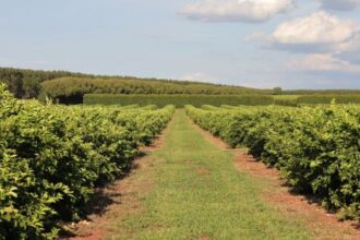 Nova fronteira agrícola: citricultura injeta R$ 2,4 bilhões e diversifica base produtiva em MS