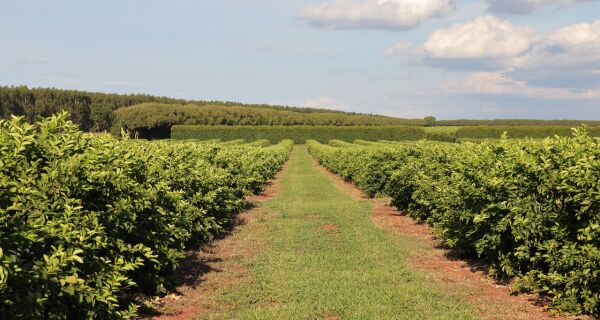 Nova fronteira agrícola: citricultura injeta R$ 2,4 bilhões e diversifica base produtiva em MS
