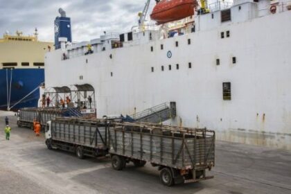 Exportações de gado vivo voltam a superar 1 milhão de cabeças