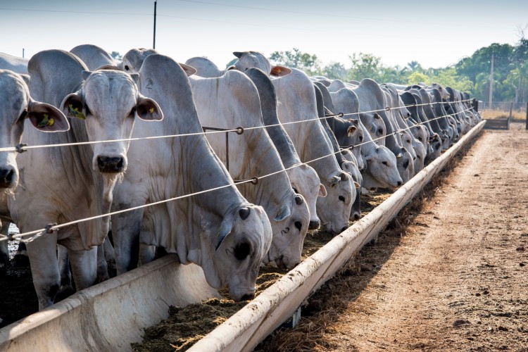 Indicadores explicam diferenças entre rebanhos