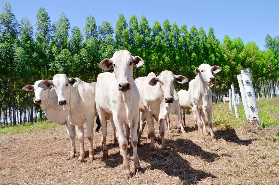 Em 2025 abate de gado orgânico no MS registrou alta de 12%, segundo ABPO